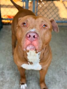 Goku, adoptable American Pit Bull Terrier at Chicago Animal Care and Control