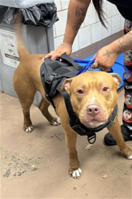 Goku at Chicago Animal Care and Control