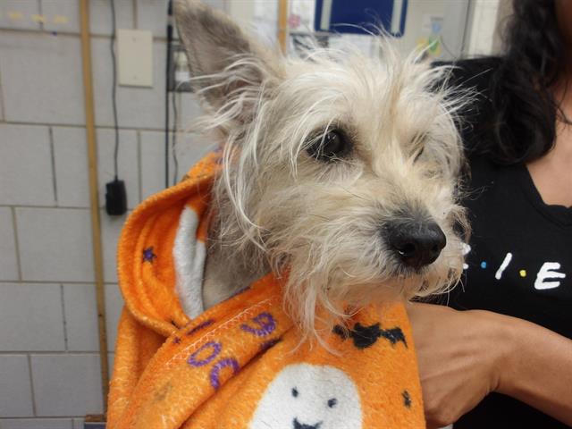 Yorkshire Terrier at Chicago Animal Care and Control