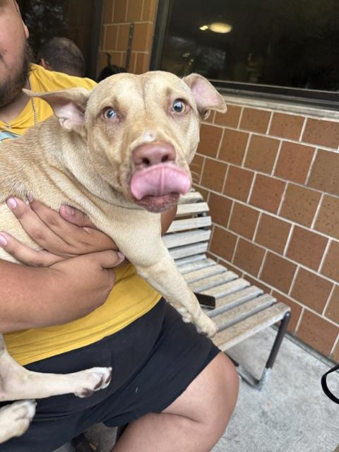 American Pit Bull Terrier / Bull Terrier / Labrador Retriever at Chicago Animal Care and Control