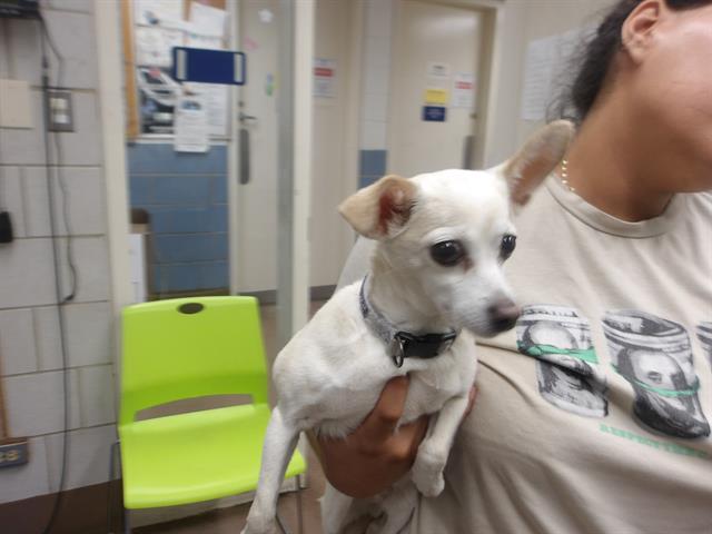 Betsy at Chicago Animal Care and Control