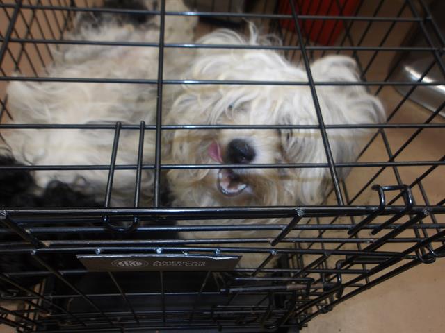 Shih Tzu at Chicago Animal Care and Control
