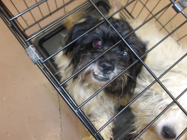 Shih Tzu at Chicago Animal Care and Control