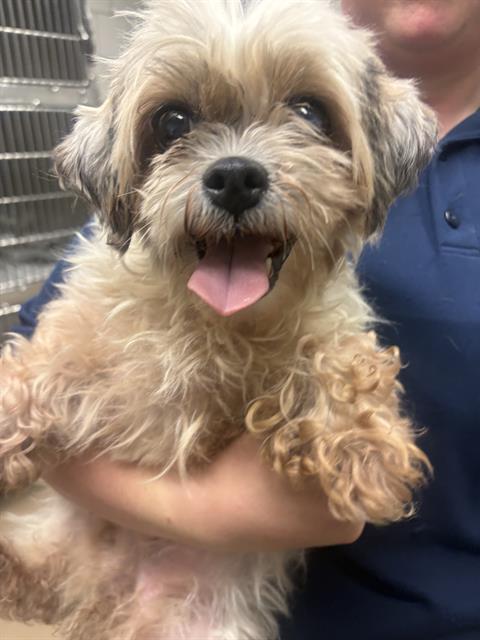 Shih Tzu at Chicago Animal Care and Control