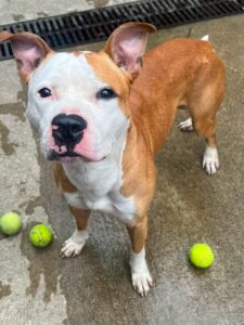 Healy, adoptable American Pit Bull Terrier at Chicago Animal Care and Control