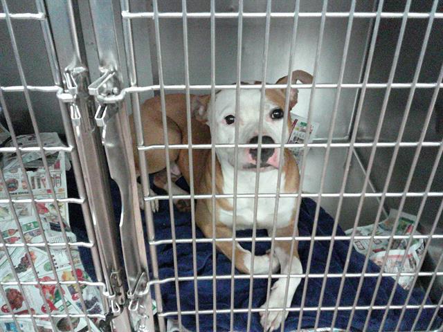 American Pit Bull Terrier / Bull Terrier at Chicago Animal Care and Control