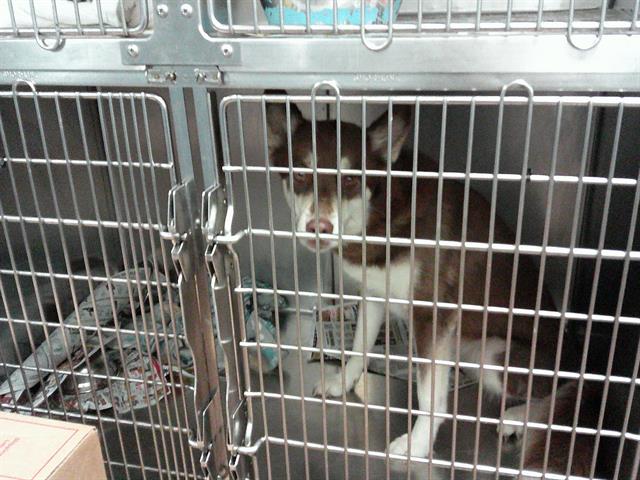 Dog A317975 at Chicago Animal Care and Control