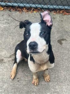 Yoshi, adoptable American Pit Bull Terrier at Chicago Animal Care and Control