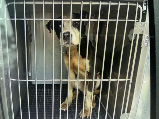 American Pit Bull Terrier / Bull Terrier at Chicago Animal Care and Control