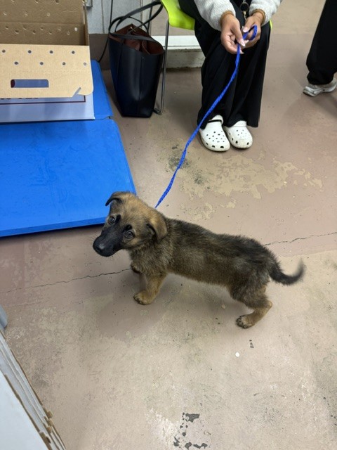 German Shepherd Dog at Chicago Animal Care and Control