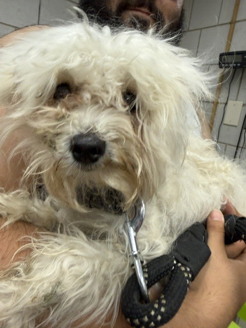 Poodle at Chicago Animal Care and Control