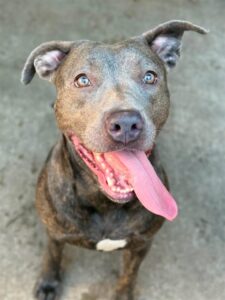 Balenciaga, adoptable American Pit Bull Terrier at Chicago Animal Care and Control