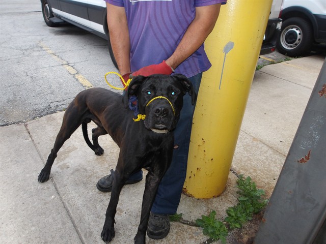 Cane Corso at Chicago Animal Care and Control