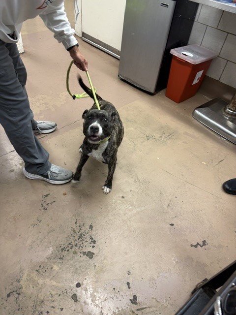 American Pit Bull Terrier / Bull Terrier at Chicago Animal Care and Control