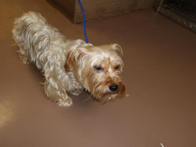 Yorkshire Terrier at Chicago Animal Care and Control