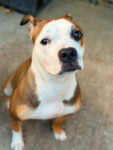 Cafe Au Lait, adoptable American Pit Bull Terrier at Chicago Animal Care and Control