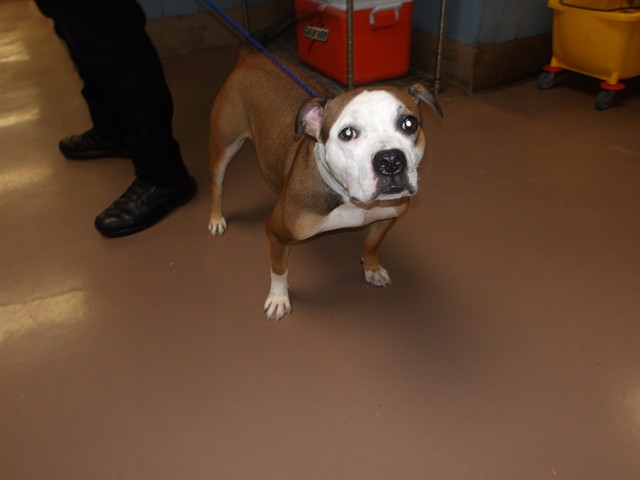 American Pit Bull Terrier / Bull Terrier at Chicago Animal Care and Control