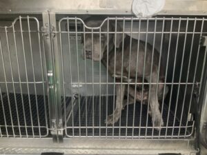 Shabooby, adoptable Cane Corso at Chicago Animal Care and Control