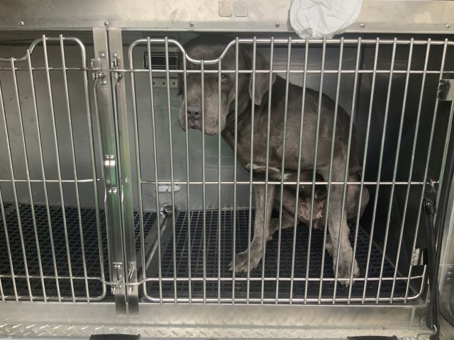 Shabooby at Chicago Animal Care and Control