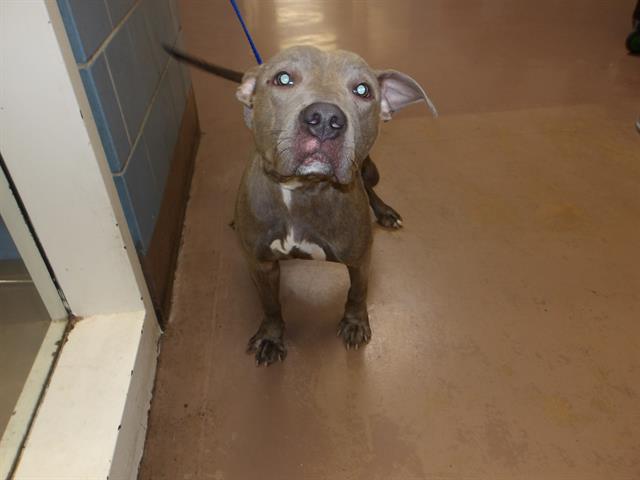 American Pit Bull Terrier / Bull Terrier at Chicago Animal Care and Control