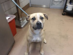 Simba, adoptable American Pit Bull Terrier at Chicago Animal Care and Control
