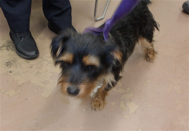 Yorkshire Terrier at Chicago Animal Care and Control