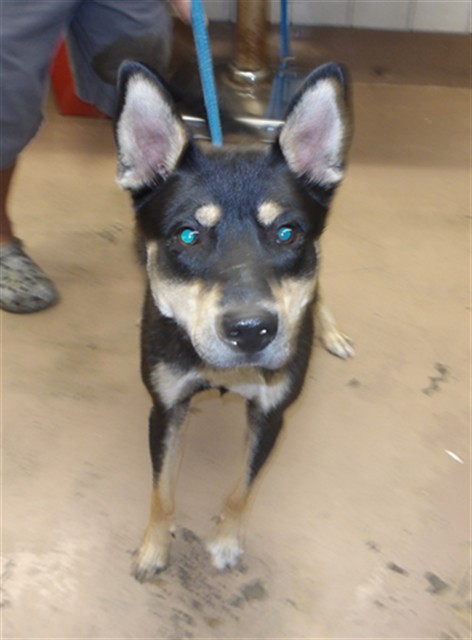 Siberian Husky at Chicago Animal Care and Control