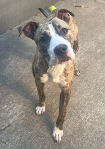 Elrick, adoptable American Pit Bull Terrier at Chicago Animal Care and Control
