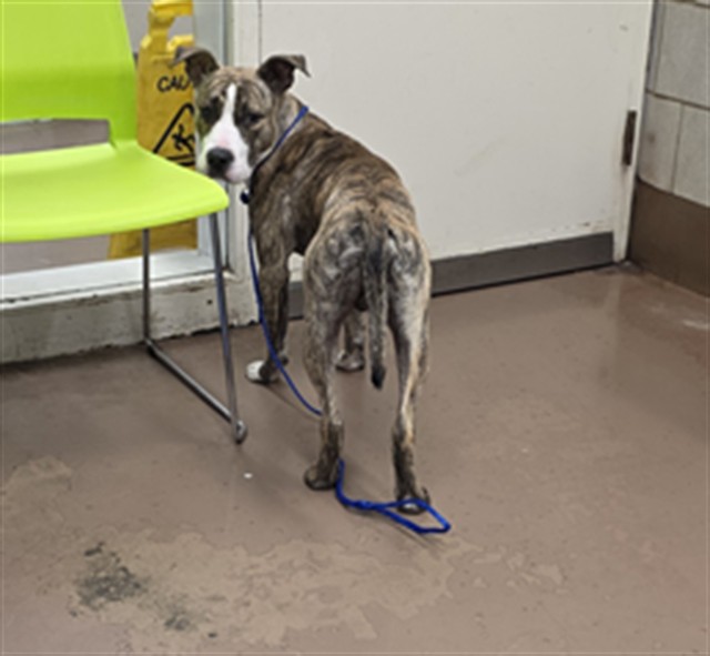 American Pit Bull Terrier at Chicago Animal Care and Control
