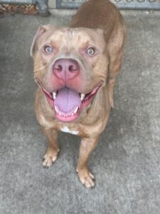 Ducky, adoptable American Pit Bull Terrier at Chicago Animal Care and Control
