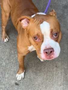 Beets, adoptable American Pit Bull Terrier at Chicago Animal Care and Control