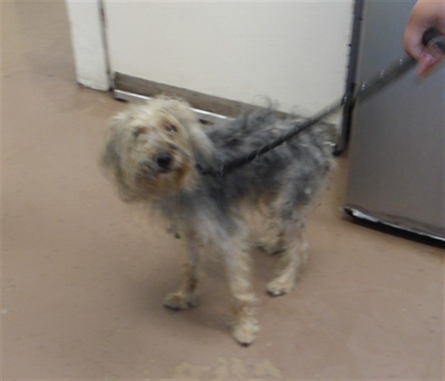 Yorkshire Terrier at Chicago Animal Care and Control