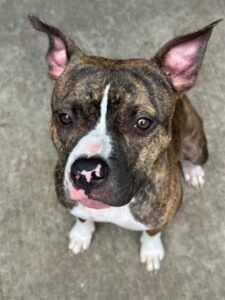 Tapdance, adoptable American Pit Bull Terrier at Chicago Animal Care and Control
