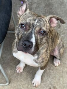 Tigger, adoptable American Pit Bull Terrier at Chicago Animal Care and Control