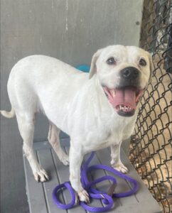 Penelope, adoptable American Staffordshire Terrier at Chicago Animal Care and Control