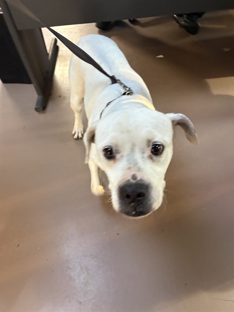 American Staffordshire Terrier at Chicago Animal Care and Control
