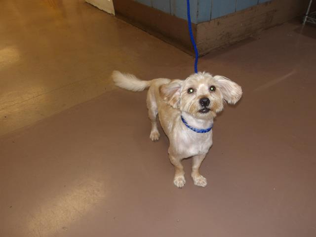 Yorkshire Terrier at Chicago Animal Care and Control