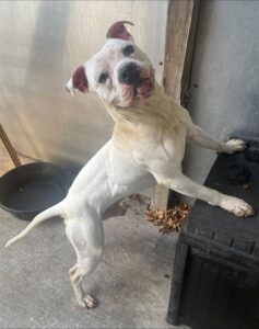 Wilcox, adoptable American Pit Bull Terrier at Chicago Animal Care and Control