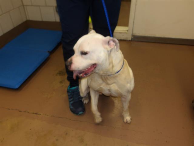 American Pit Bull Terrier at Chicago Animal Care and Control