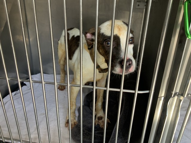 American Pit Bull Terrier at Chicago Animal Care and Control