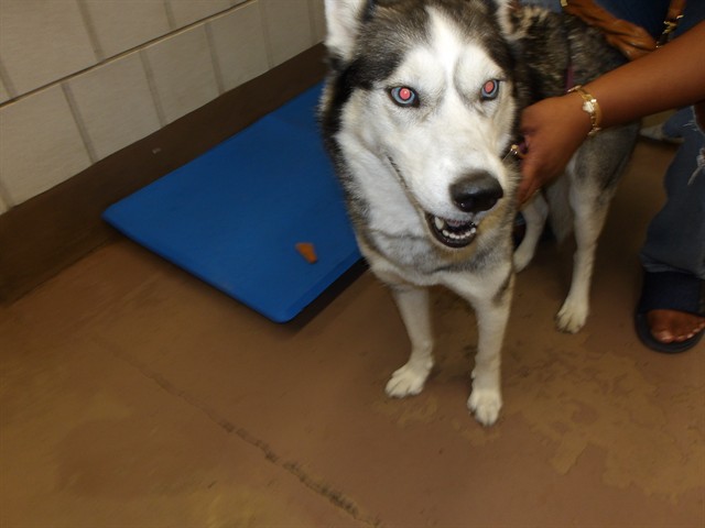 Demi at Chicago Animal Care and Control