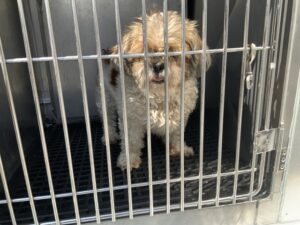 Gracie, adoptable Shih Tzu at Chicago Animal Care and Control