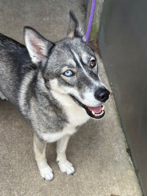 Siberian Husky at Chicago Animal Care and Control