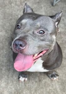 Calligraphy, adoptable American Pit Bull Terrier at Chicago Animal Care and Control