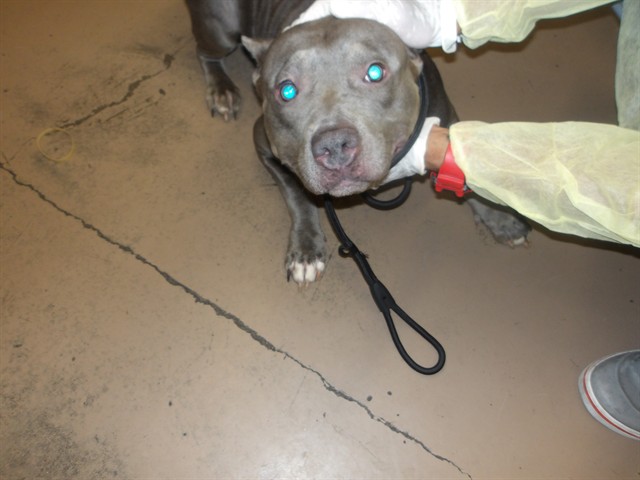 Cali at Chicago Animal Care and Control