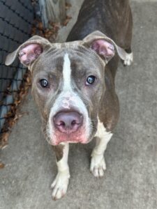 Lunchbox, adoptable American Pit Bull Terrier at Chicago Animal Care and Control