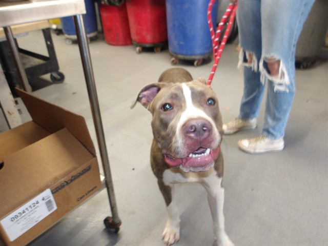American Pit Bull Terrier at Chicago Animal Care and Control