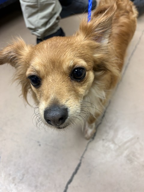 Chihuahua at Chicago Animal Care and Control