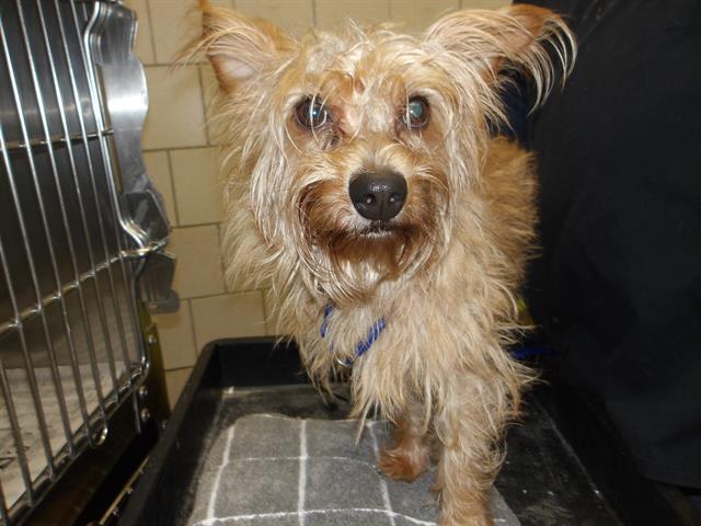 Yorkshire Terrier at Chicago Animal Care and Control