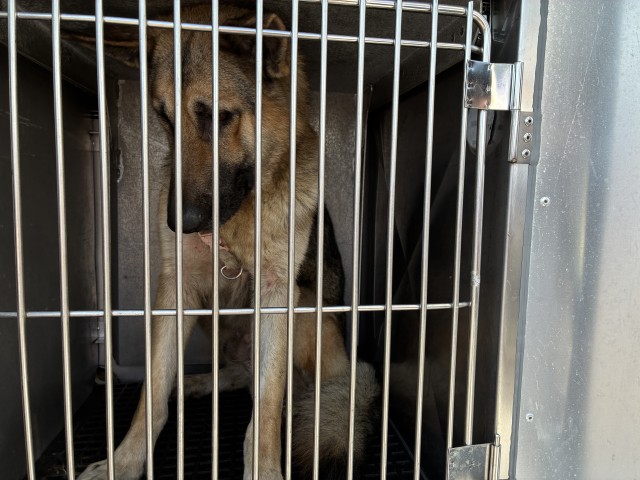German Shepherd Dog at Chicago Animal Care and Control